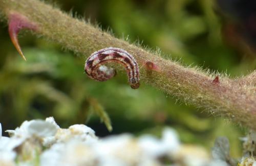 Gymnoscelis rufifasciata